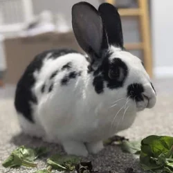 Napoleon