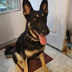 German shepherd mix