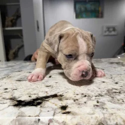 American Bully puppies
