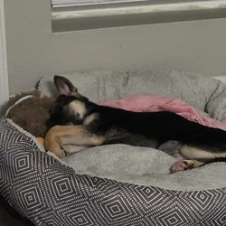 German shepard puppy for sale