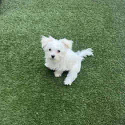 Maltese for sale