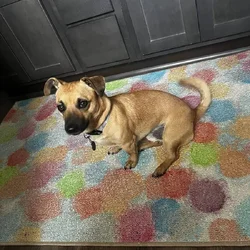 Free Dog