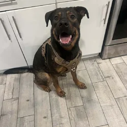 Meet Mike! The best boy.