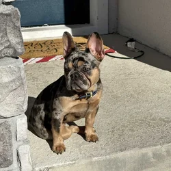 French Bulldog