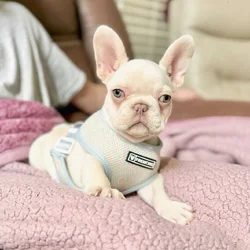 Male French Bulldog