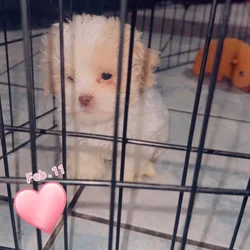 8 week shiz tzu girl puppy ready for a loving home