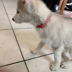 Huskys For Sale