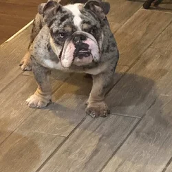 Merle bull dog puppy