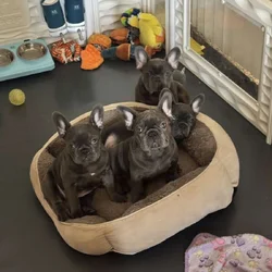 French bulldog AKC puppies