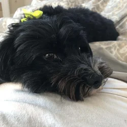 “Sweet Maltipoo Teddy Looking for His Forever Home