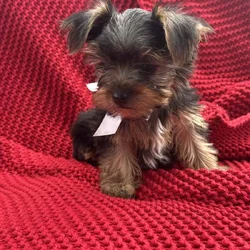 Yorkie puppies