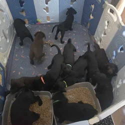 American labrador retriever