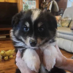 Toy Australian Shepherd boy