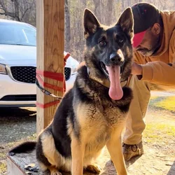 AKC German shepherd male imported parents