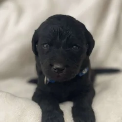 Blue Collar Boy Goldendoodle