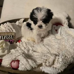 Lhasa Poo