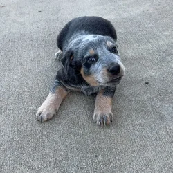 FULL BLOOD BLUE HEELER PUPPIES FOR SALE