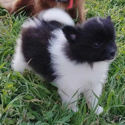 Pomeranian Puppies