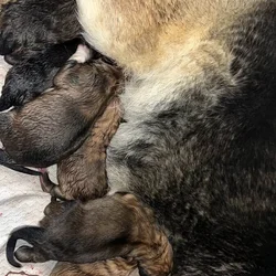 Puppies