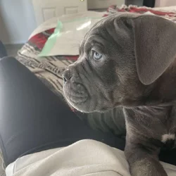 Cane Corso Puppies