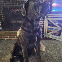 Cane Corso
