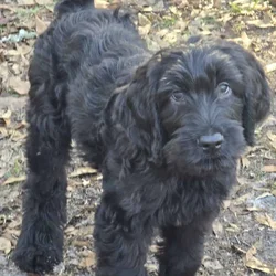 Labradoodles
