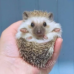 Dash Baby Male Pedigreed Hedgehog