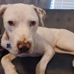 Needs Rehoming