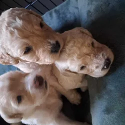 Adorable Golden Doodles