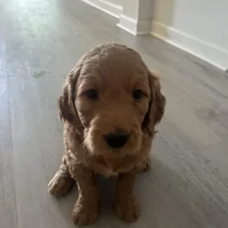 Golden doodle
