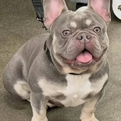 Frenchie needs a home