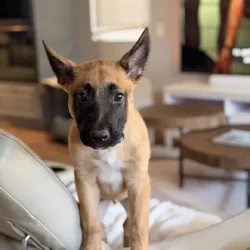 Rehoming Belgian Shepard puppy! Serious inquiries