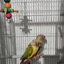 Pineapple green cheeck conures for trade