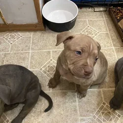 Pit bull puppies looking for forever home