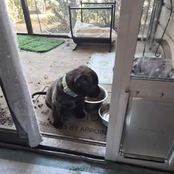 FREE PUPPY TO LOVING HOME