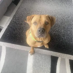 Rehome Dog