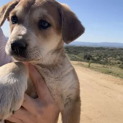 Puppy needs loving home-Great Pyr + Doberman