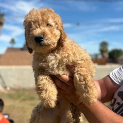 Udon - Family raised Male F1B Goldendoodle