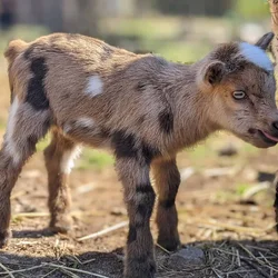 Baby Goats