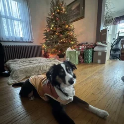 Mini Australian Shepherd