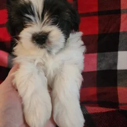 Shorkie's
