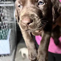 AKC lab puppies