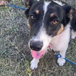 Australian shepherd