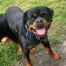 Rottweiler puppies AKC