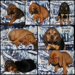 Bloodhounds