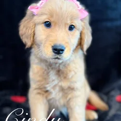 Golden Retriever Puppies
