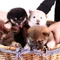 Thumbnail 13