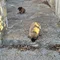 Thumbnail 16