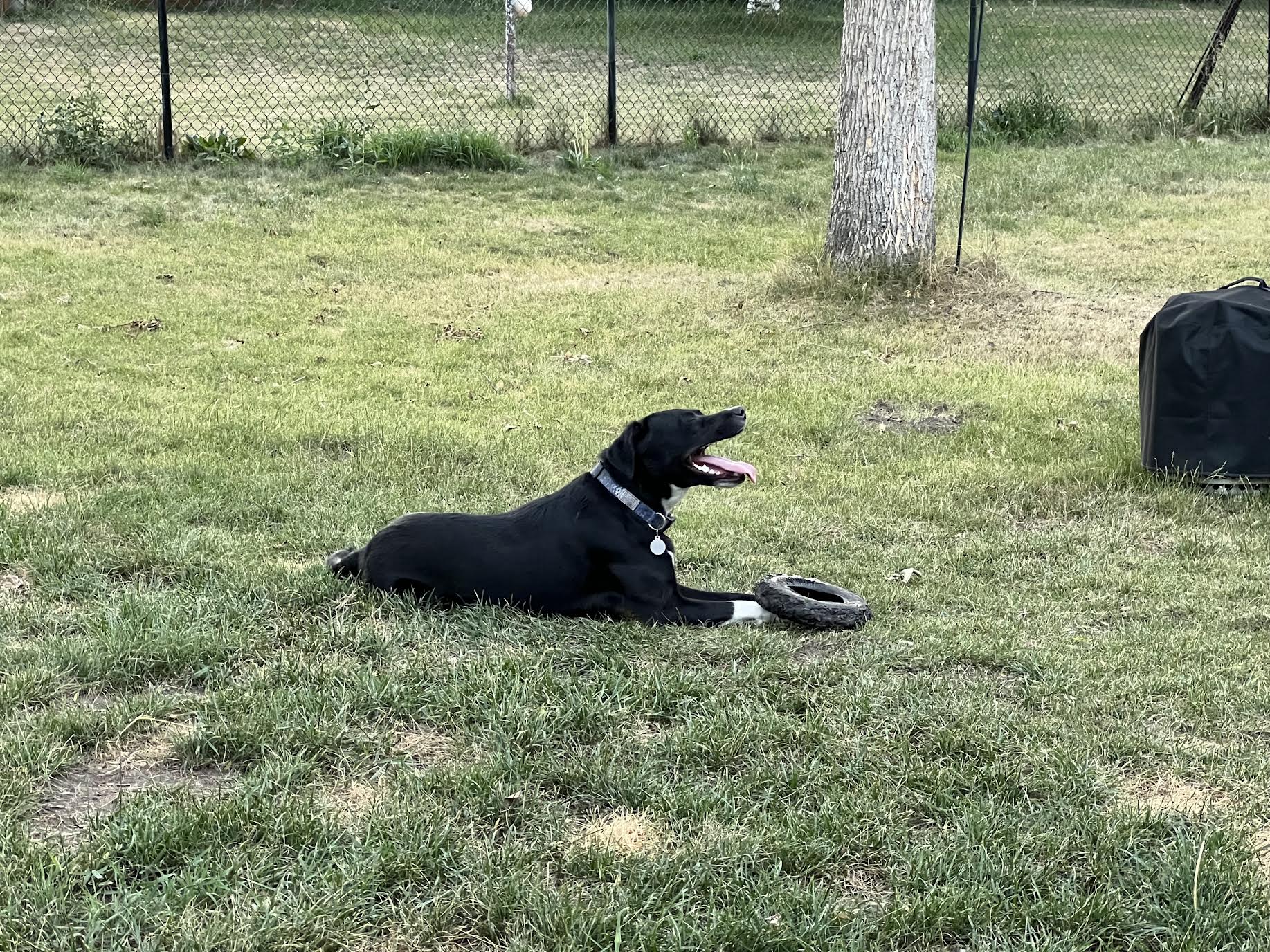 Sweet Playful Dog for adoption image 3