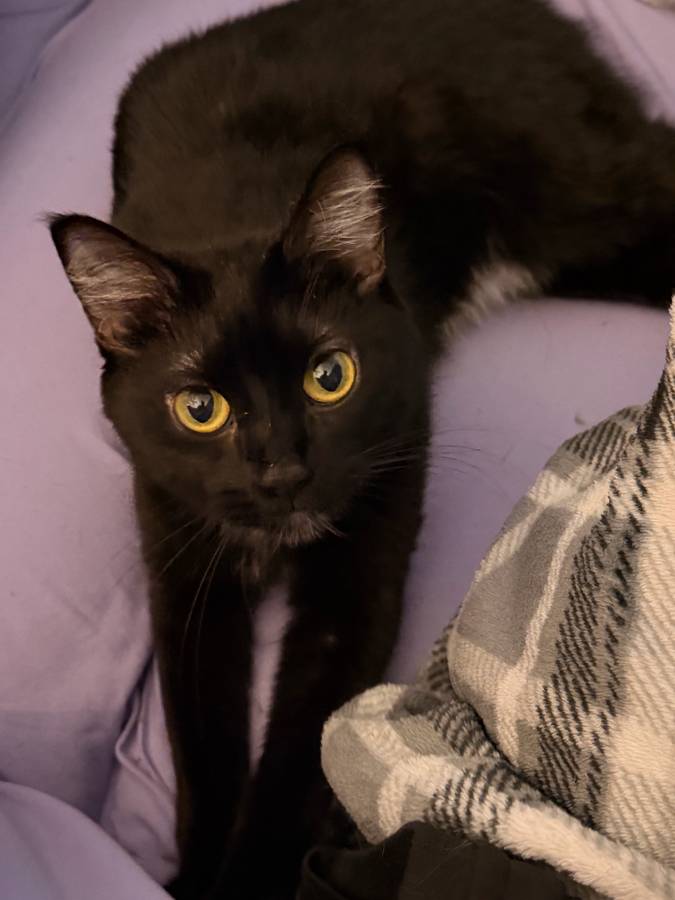 Kittens free to good home image 3